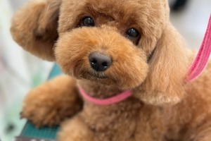 モデル犬紹介者割引制度についてのご案内